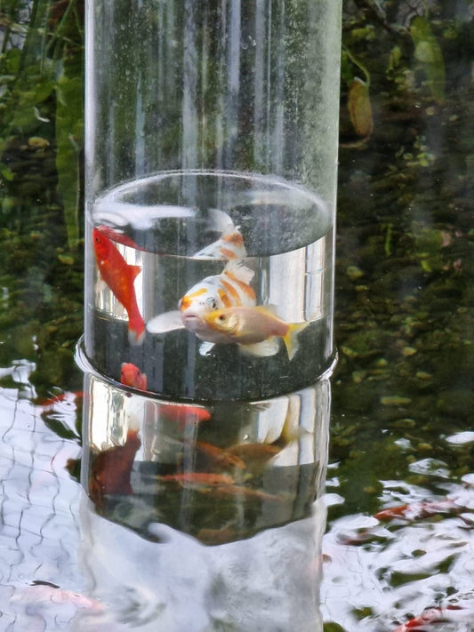 Kundentipp: Wie reinige ich eine Fischsäule?