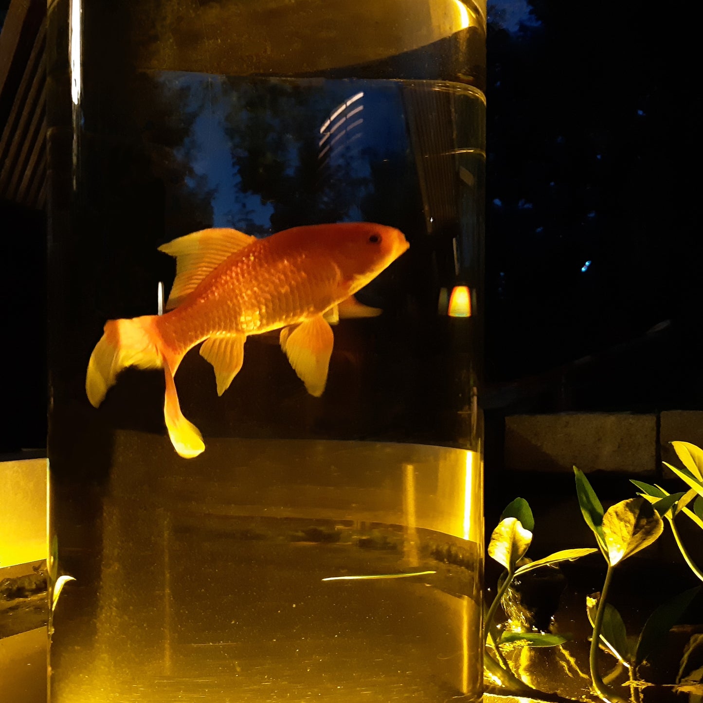 Fischsäule im Gartenteich mit Beleuchtung Fischturm und Goldfisch
